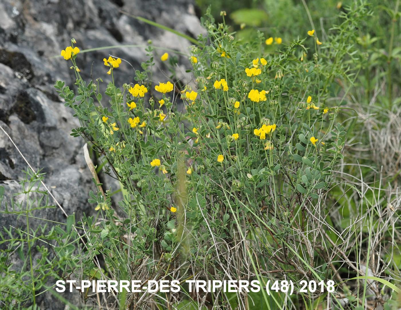 Scorpion vetch, [Glaucous] plant